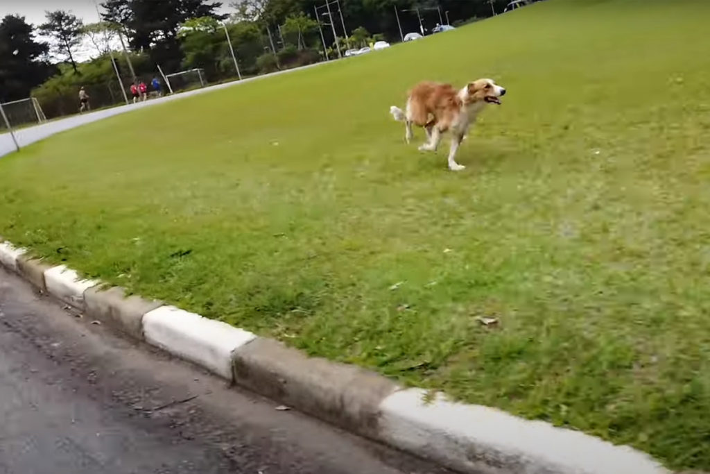 dog chasing Felix Rijhnen inline skating in Sao Paulo Brazil