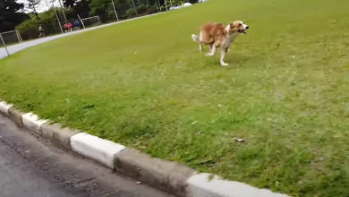 Photo of Dog chasing Felix Rijhnen Inline Skating in São Paulo Brazil